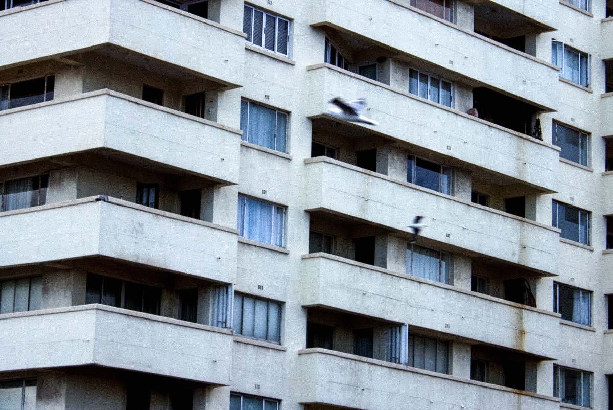 apartment building photo of white and blue bird taking flight near concrete building during daytime housing